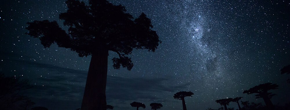 African-night-sky-baobab-trees