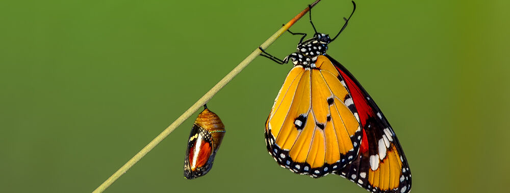 monarch-butterfly-and-chrysalis
