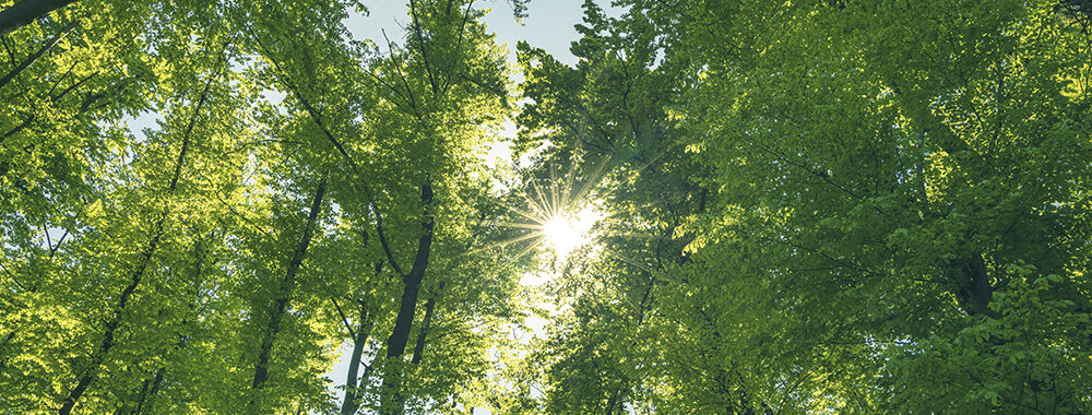 green-forest-trees-sunshine-blue-sky